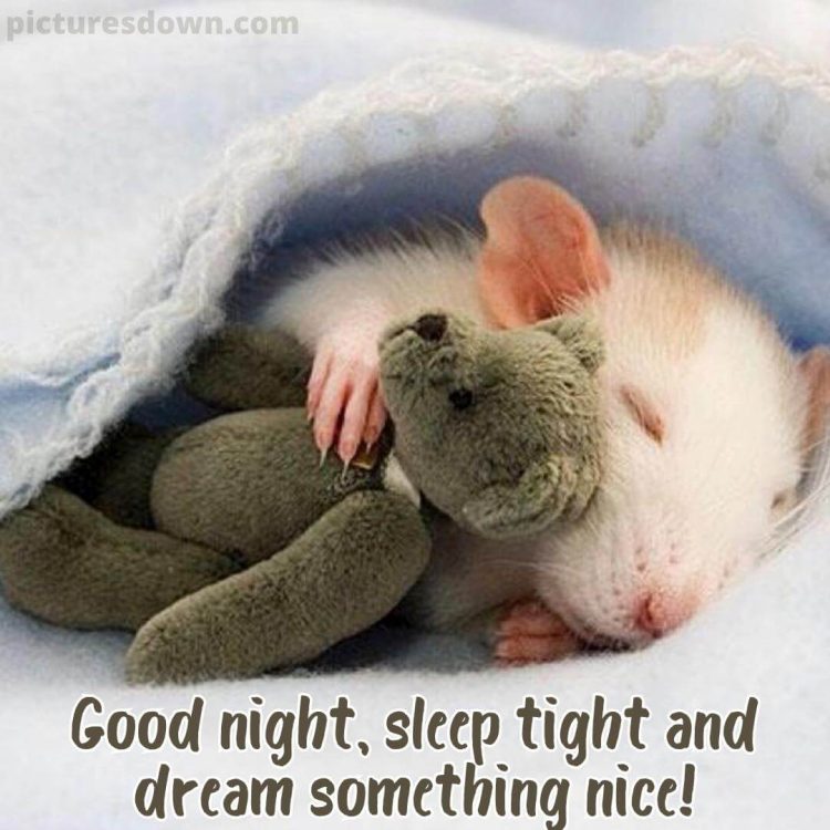 Good night tuesday image mouse free download