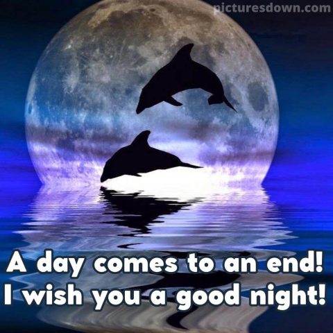 Good night tuesday image dolphins free download