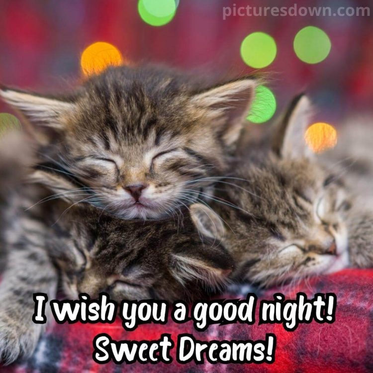 Good night tuesday image cats free download