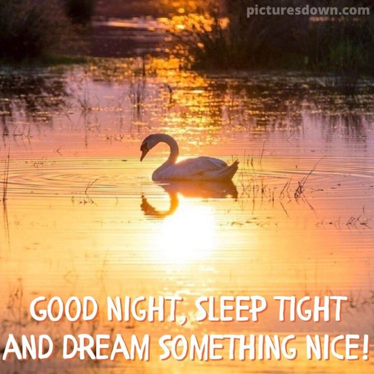 Good night tuesday image swan free download