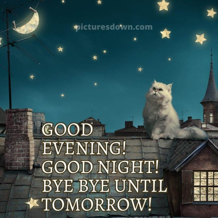 Good night tuesday image cat on the roof free download