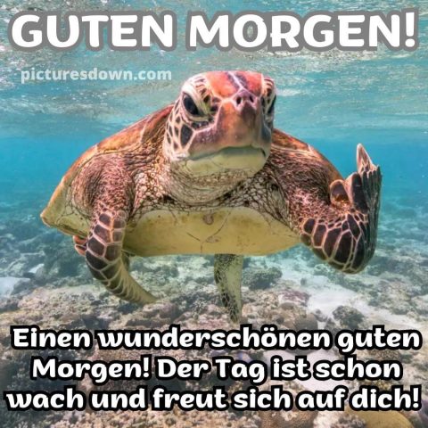Guten morgen bild neu Schildkröte kostenlos