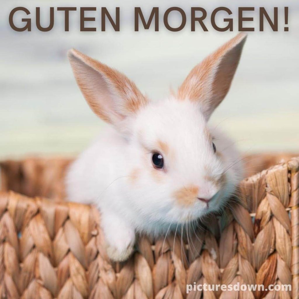 Guten Morgen Gr e Bild Tee Berge Picturesdown Guten Morgen Gr e Bild Tee Berge Picturesdown