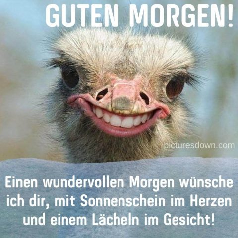 Witzig guten morgen lustig bild Strauß kostenlos