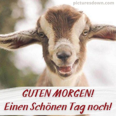 Guten morgen lustig bild Ziege kostenlos