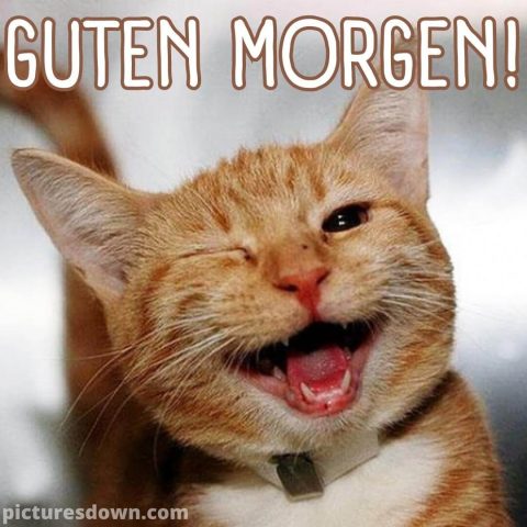 Guten morgen lustig bild Katze kostenlos