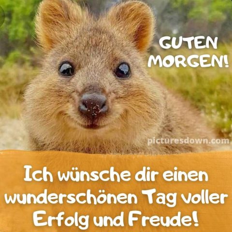 Guten morgen lustig bild quokka kostenlos