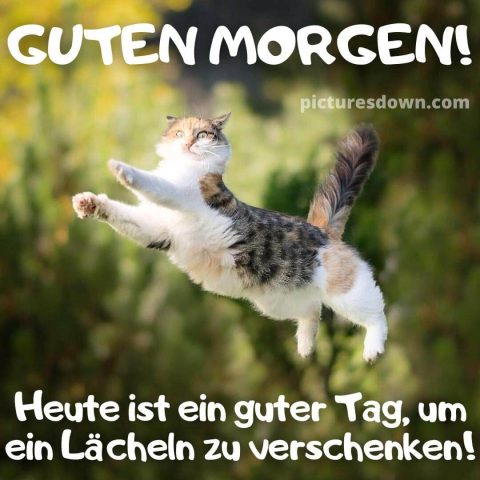 Guten morgen lustig bild fliegende Katze kostenlos