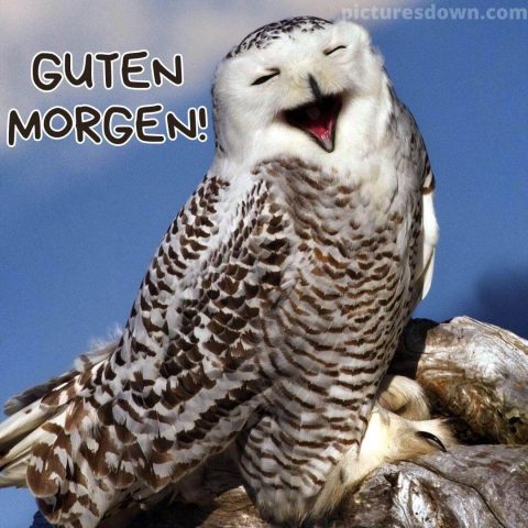 Guten morgen lustig bild Eule kostenlos