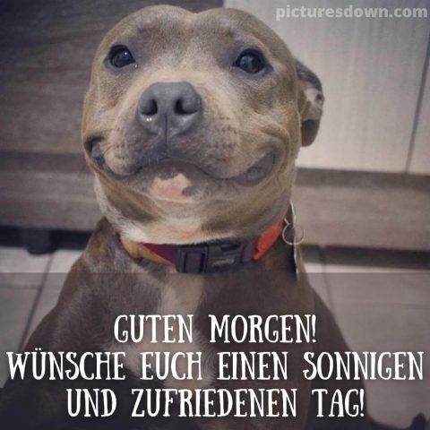 Guten morgen lustig bild lustiger Hund kostenlos