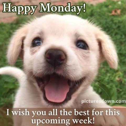 Happy monday funny image dog free download