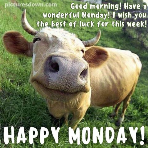 Happy monday funny image cow free download