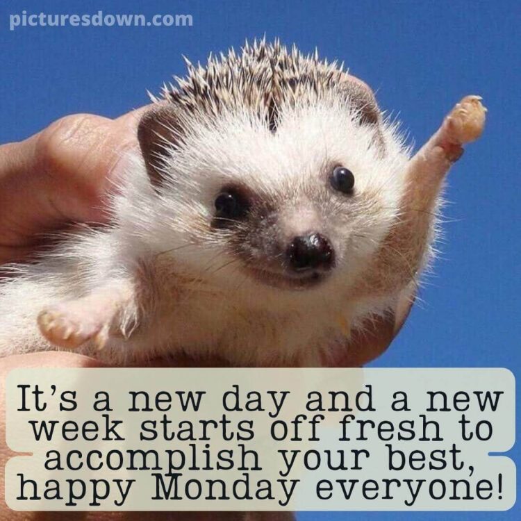 Happy monday image funny hedgehog free download