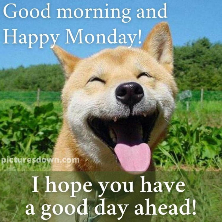 Happy monday image funny dog free download