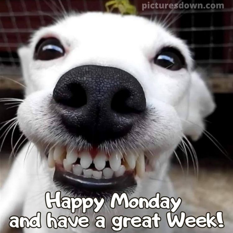 Happy monday image funny doggy smile free download