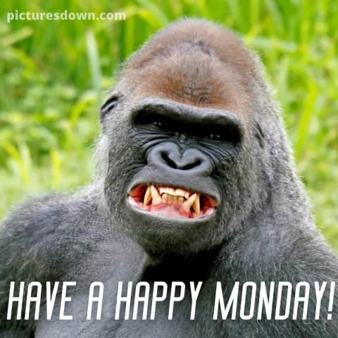 Happy monday image funny gorilla free download