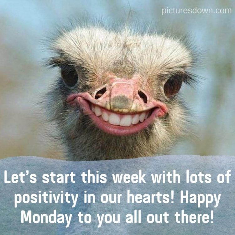 Happy monday image funny ostrich free download