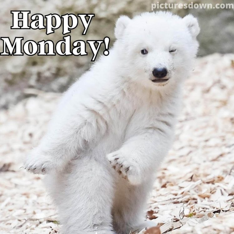 Happy monday image funny polar bear free download