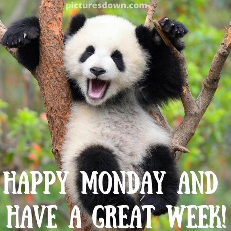Happy monday image funny panda free download