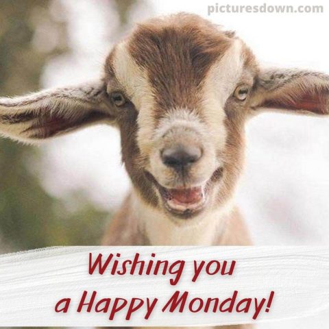 Happy monday funny image goat free download