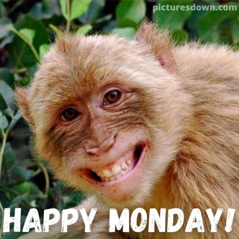 Happy monday image funny monkey free download