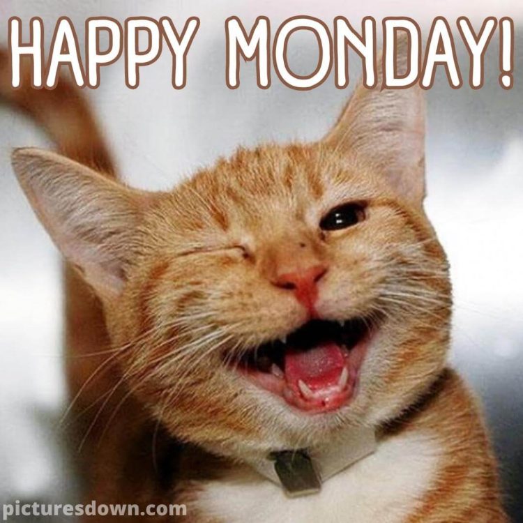 Happy monday funny image cat free download