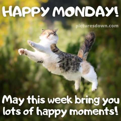 Happy monday funny image flying cat free download