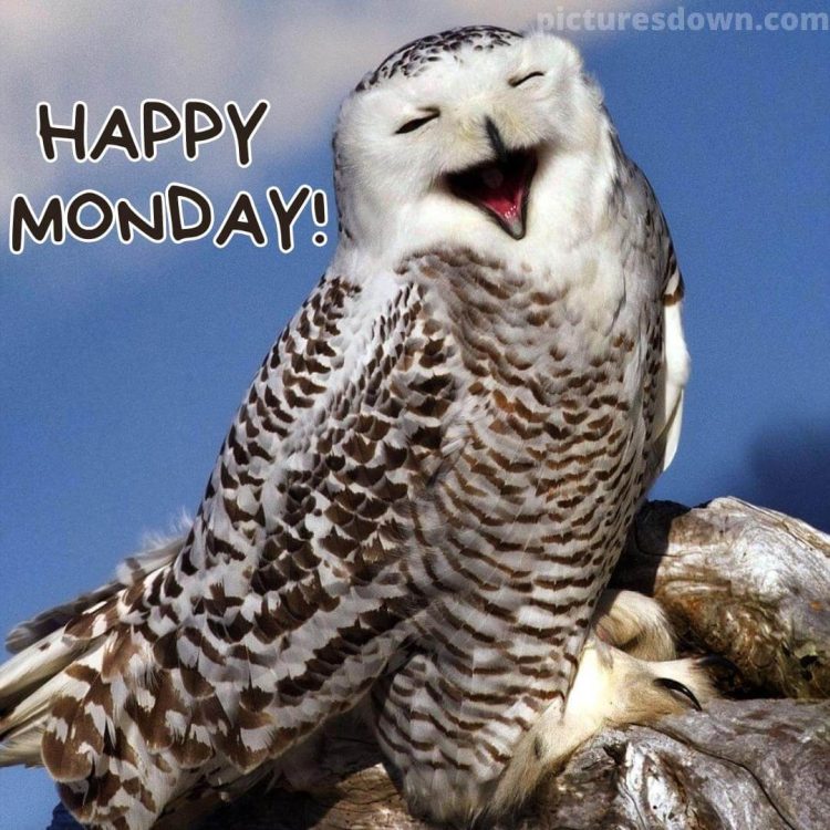 Happy monday funny image owl free download