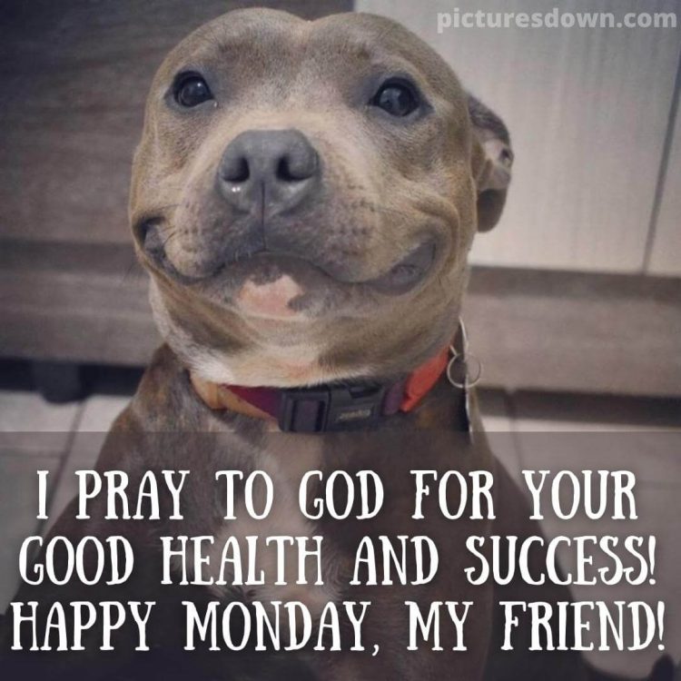 Happy monday funny image cute dog free download