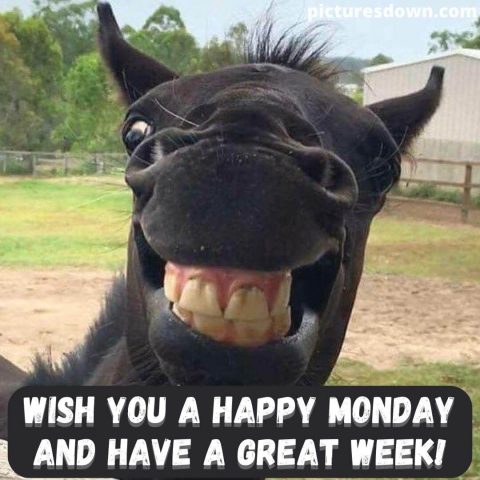 Happy monday funny image horse free download