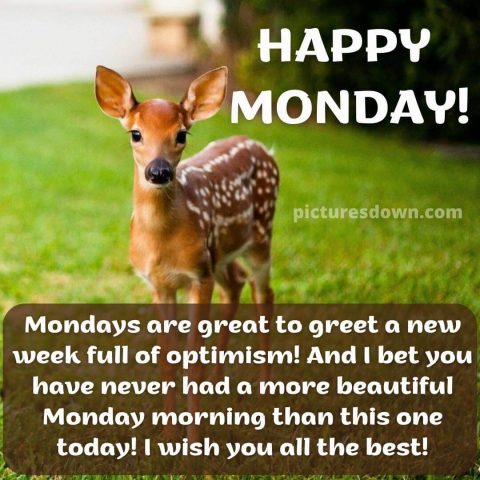 Happy monday image roe deer free download