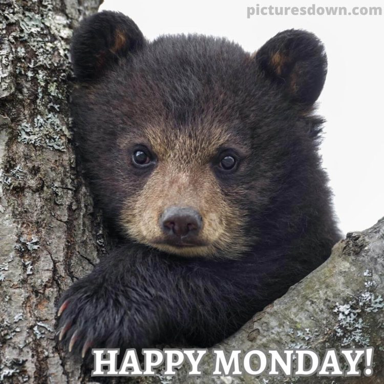Happy monday image black bear free download