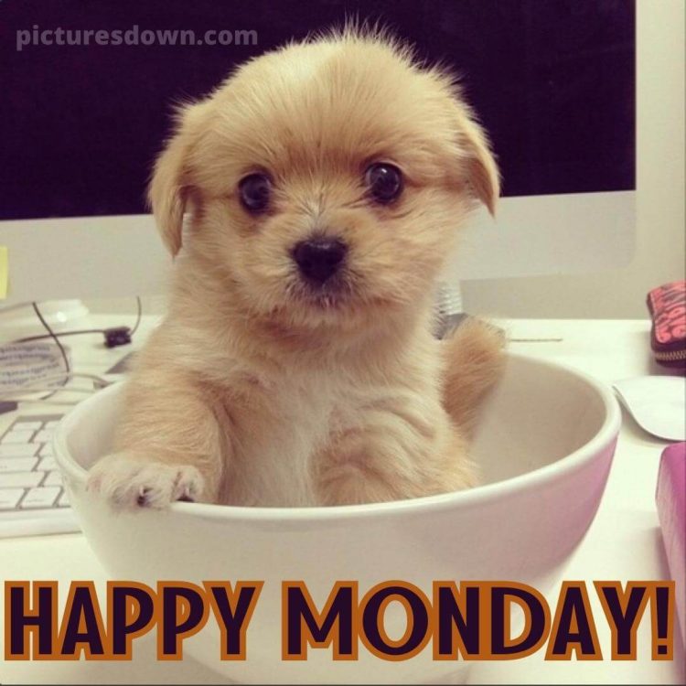 Happy monday image dog in a cup free download