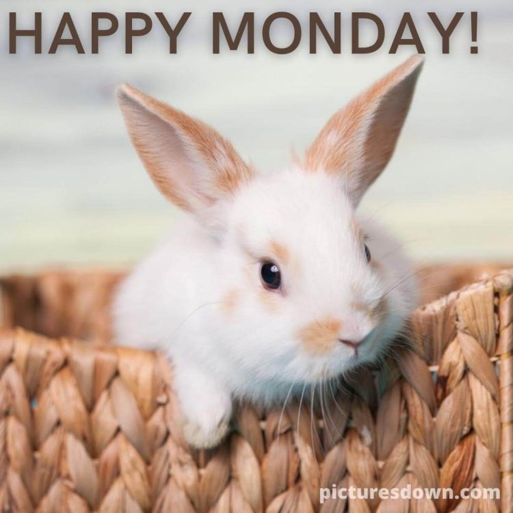 Happy monday blessings image rabbit free download