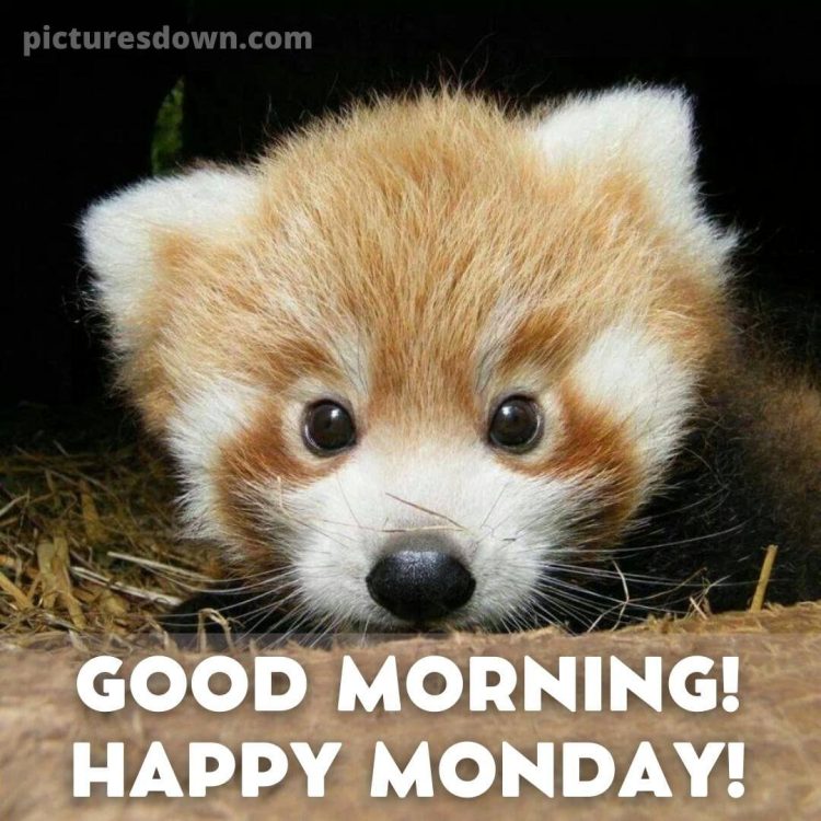 Happy monday blessings image little panda free download