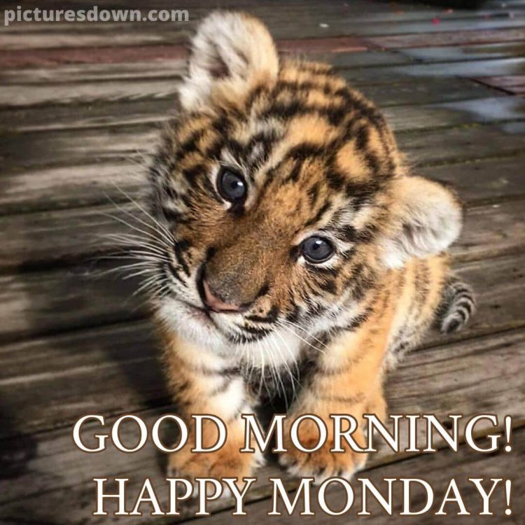 Happy monday blessings image little tiger cub free download
