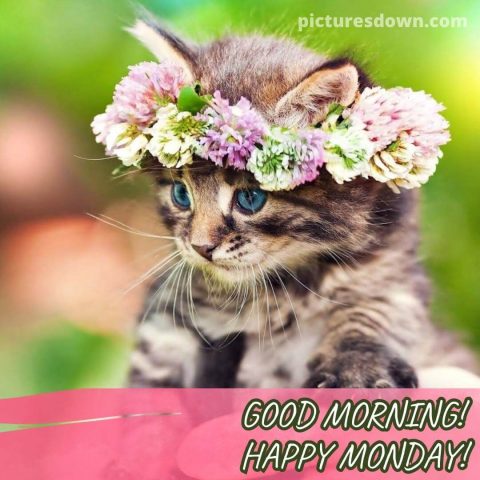 Happy monday blessings image little cat free download