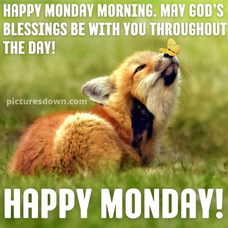 Happy monday picture fox and butterfly free download