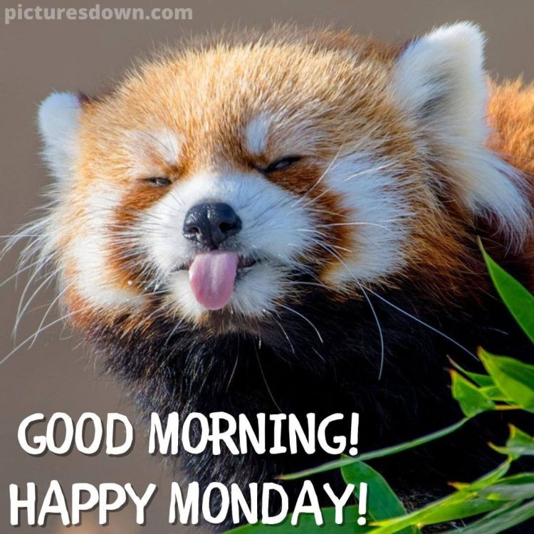 Happy monday picture cute panda free download