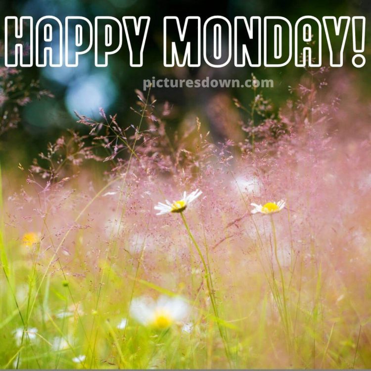 Happy monday image wildflowers free download