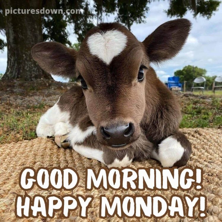 Happy monday image calf free download