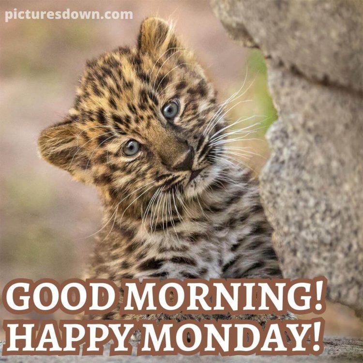 Happy monday image tiger cub free download