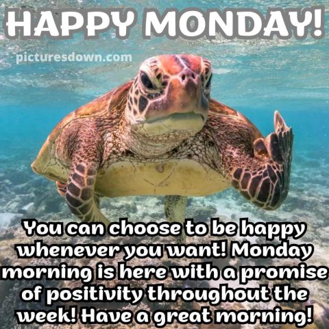 Happy monday image turtle free download