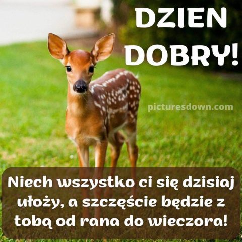 Kartka na dzień dobry życzę sarna za darmo