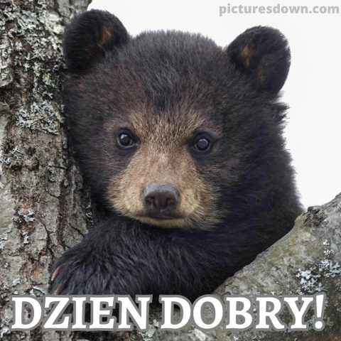 Kartka na dzień dobry życzę niedźwiedź za darmo