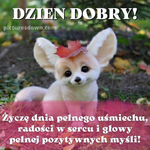 Fajne kartka na dzień dobry Fenek za darmo