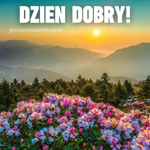 Fajne kartka na dzień dobry kwiaty i wschód słońca za darmo