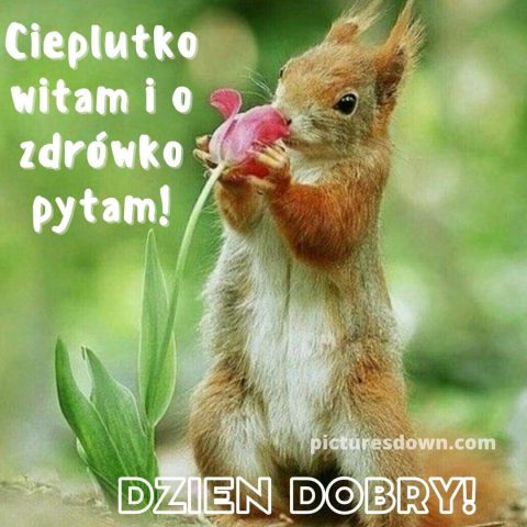 Ładne kartka na dzień dobry wiewiórka za darmo