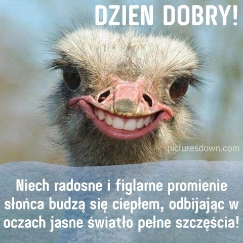 Śmieszne powitania na dzień dobry kartka struś za darmo