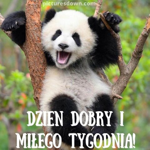 Śmieszne powitania na dzień dobry kartka panda za darmo